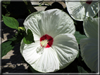 foto Fiori